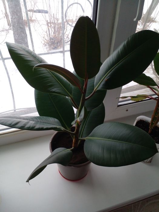 Комнатные растения - цветы