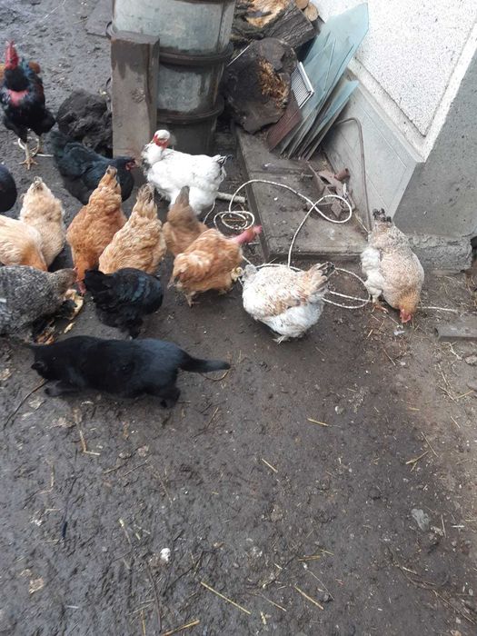Vând găini de casă