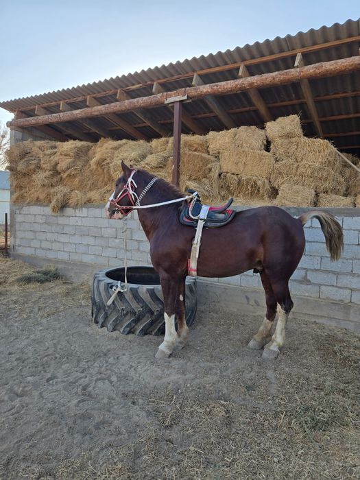 Көкпар ат,Айғыр сатылады. 7 жасар