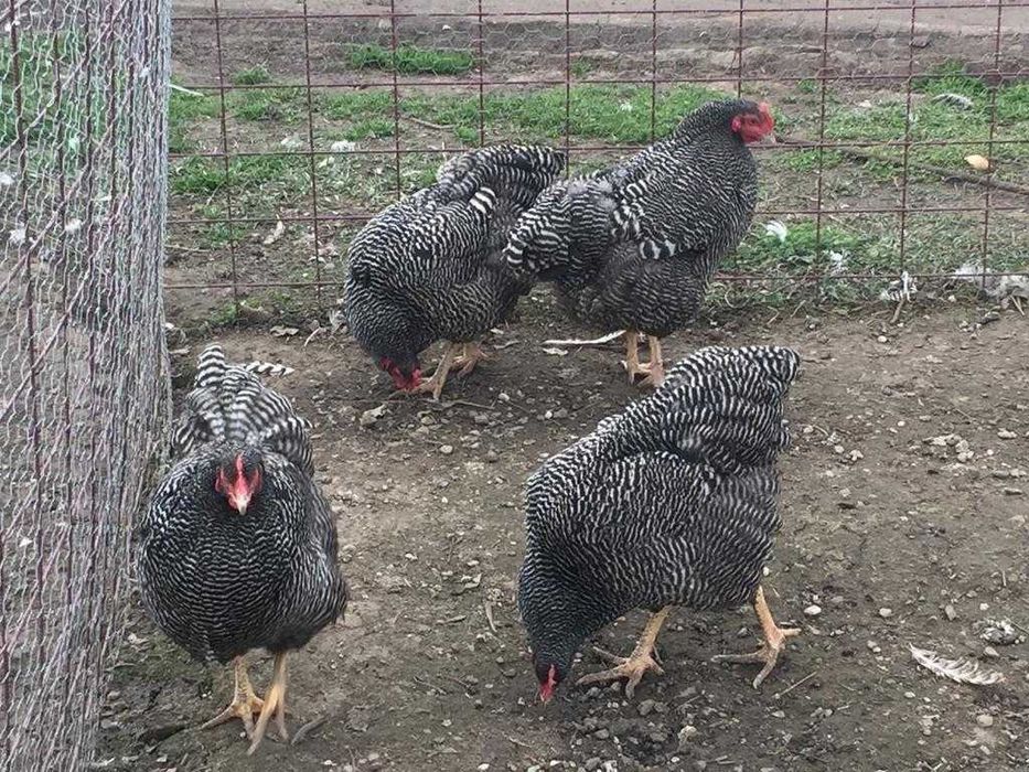 Vand gaini  La Bresse Plymonth Rock Barat Sussex