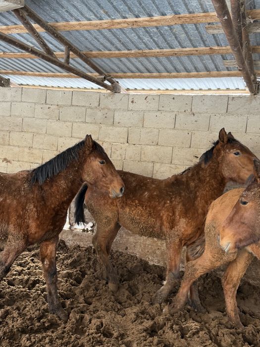 Лошади молодняк согым