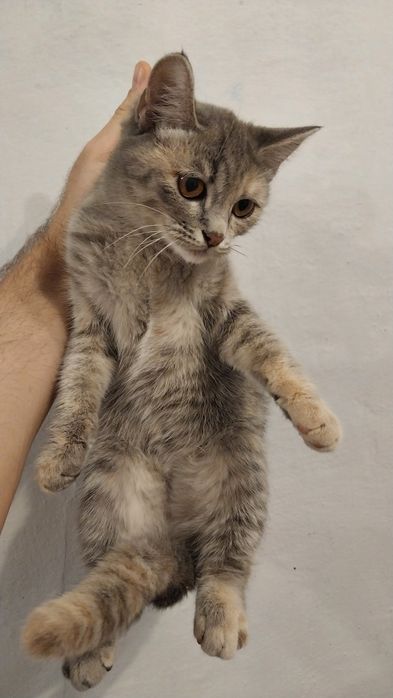 Отдам котёнка в хорошие добрые руки