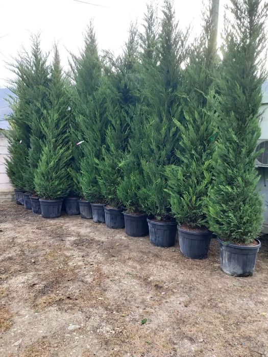 Chiparos Leylandii este un conifer de talie medie, din familia Cupress