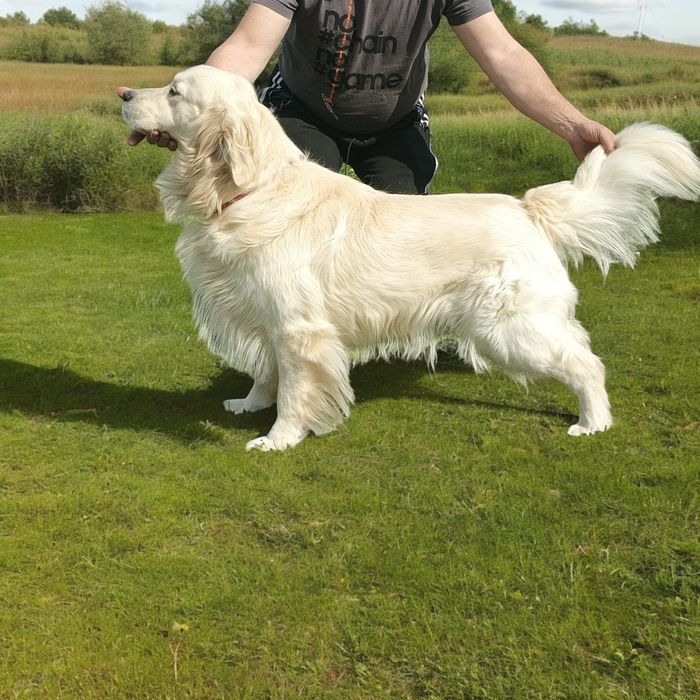 Mascul Golden Retriever Campion Romania