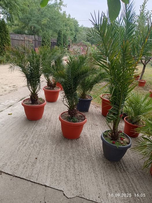 Palmieri diferite marimi