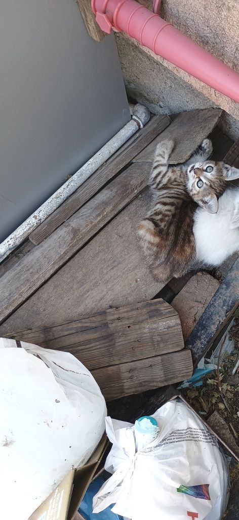 Подарявам женско коте