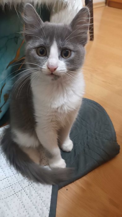 Продавам котенца