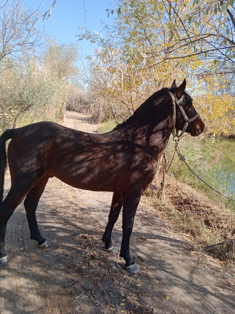 Asl Qorabayir Асл Корабайир