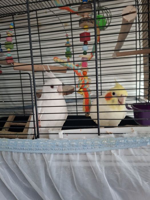 Млада двойка корели