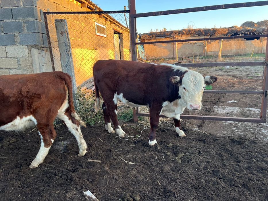 Баспақ, подсос, , баспак, сиыр, бұқашық, падсос, бычок,  төл, еркек