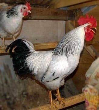 Петухи породы Адлер