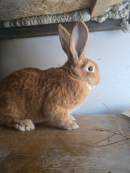 Кролики самка и самец продам