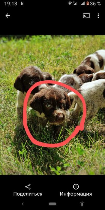 Щенки курцхаара от рабочих родителей