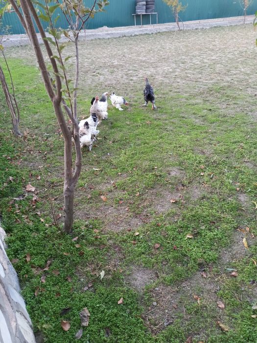 Брама товуклар сотилади