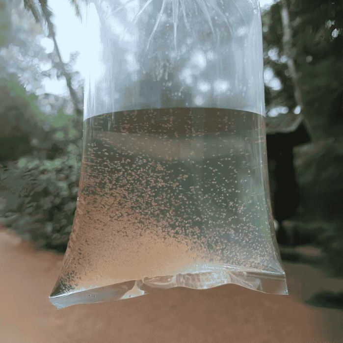 Култури с жива храна (Daphnia Moina, бели червеи и оцетни змиорки).