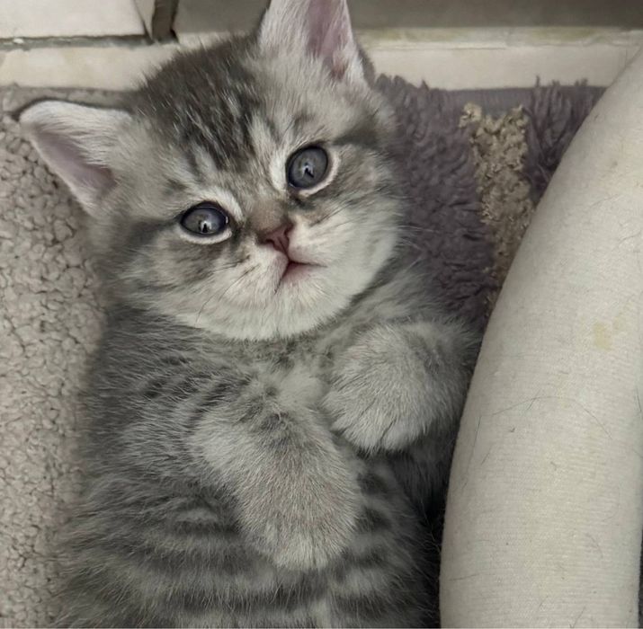 Кошка скотиш страйт