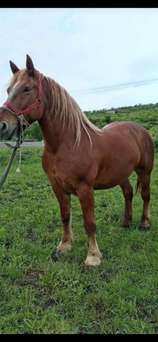 Vând ialpă și cal