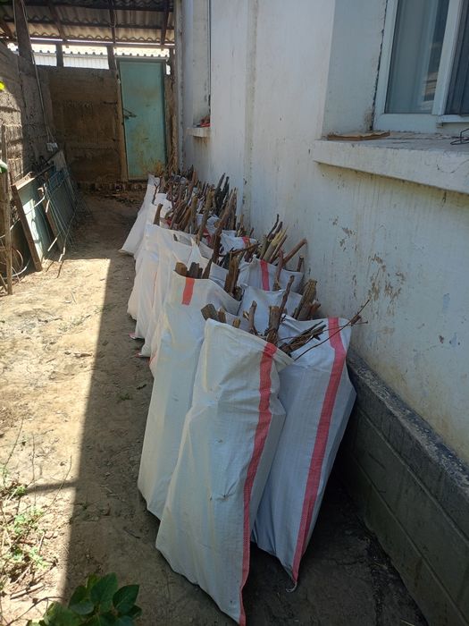 Дрова сухие,Отын кургак