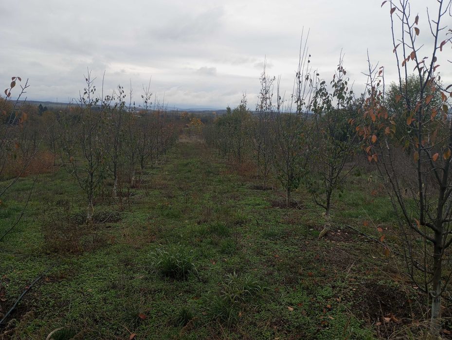 Земеделска земя с 150 сливови дръвчета,кладенец и капково напояване