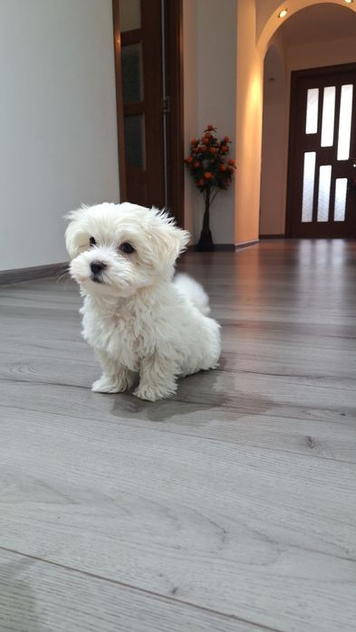 Bichon malteze mini-toy