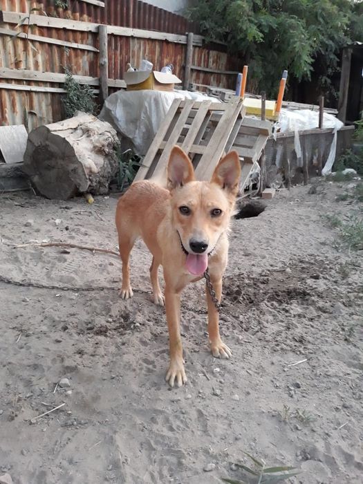 Молодая собака охранник