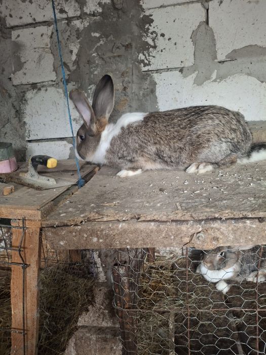 Vând epurii de rasaa