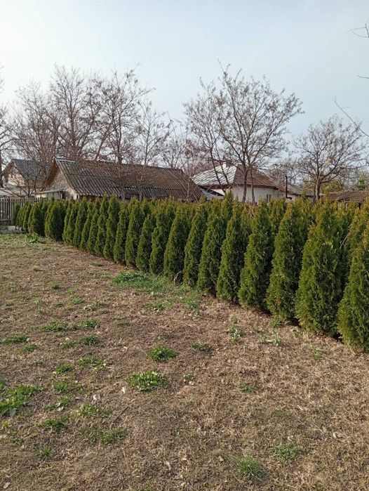 tuia  Biota-Reducere