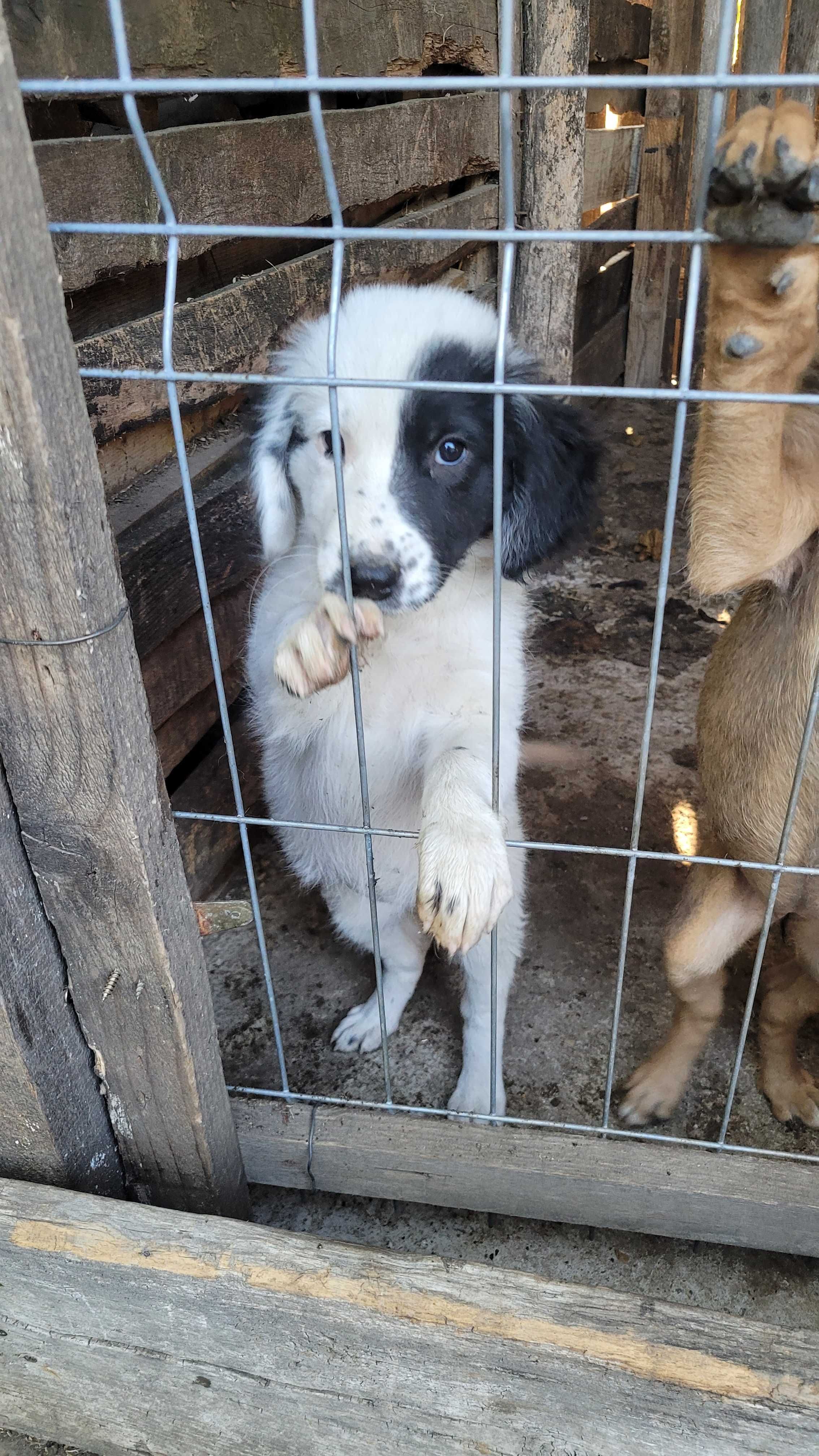 Donez catelusi ciobanesti si mamica ciobanesc