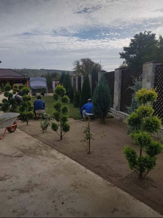 Amenajări grădini șpați verzi gazon