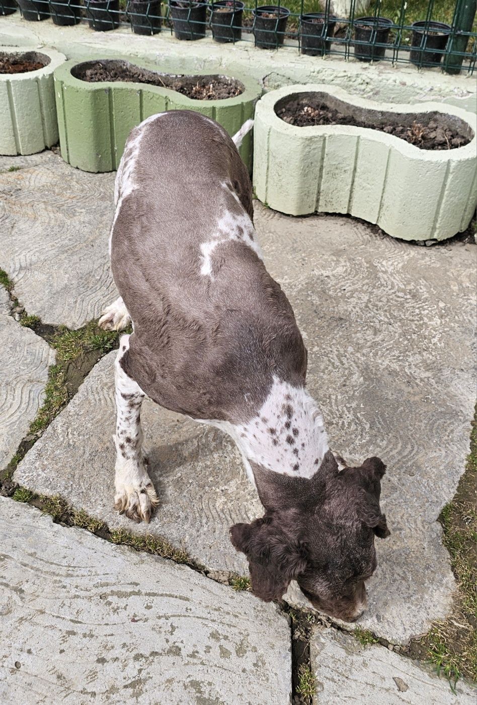 Vand câine Lagotto romagnolo pentru trufe