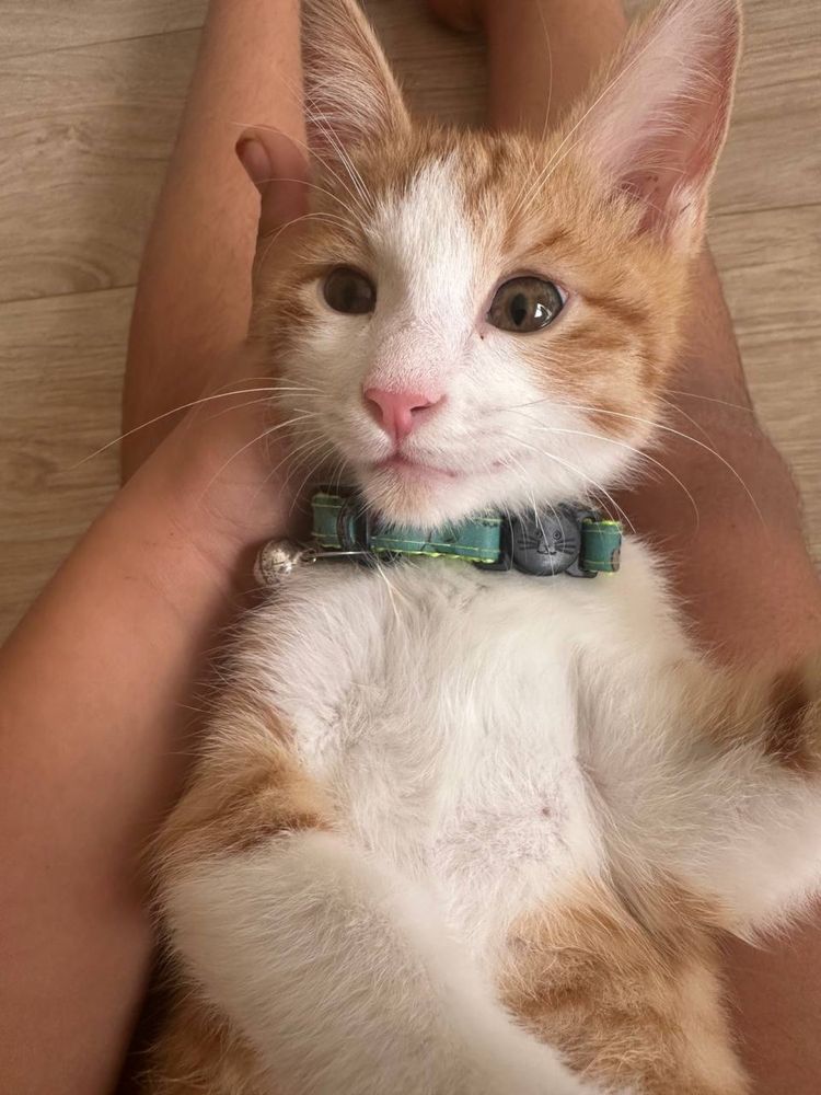 Котенок даром в добрые руки
