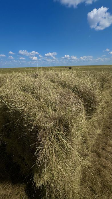 Тюки квадратные 20кг