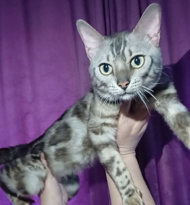 Продам Бенгальского кота (серебро)