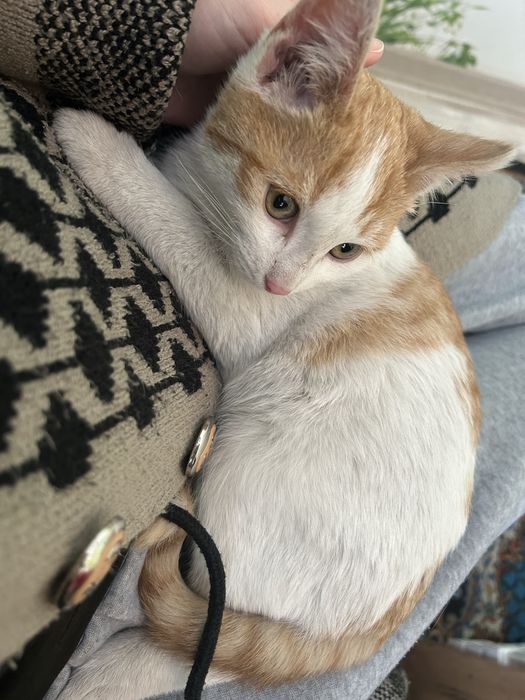 Отдам котят в добрые руки