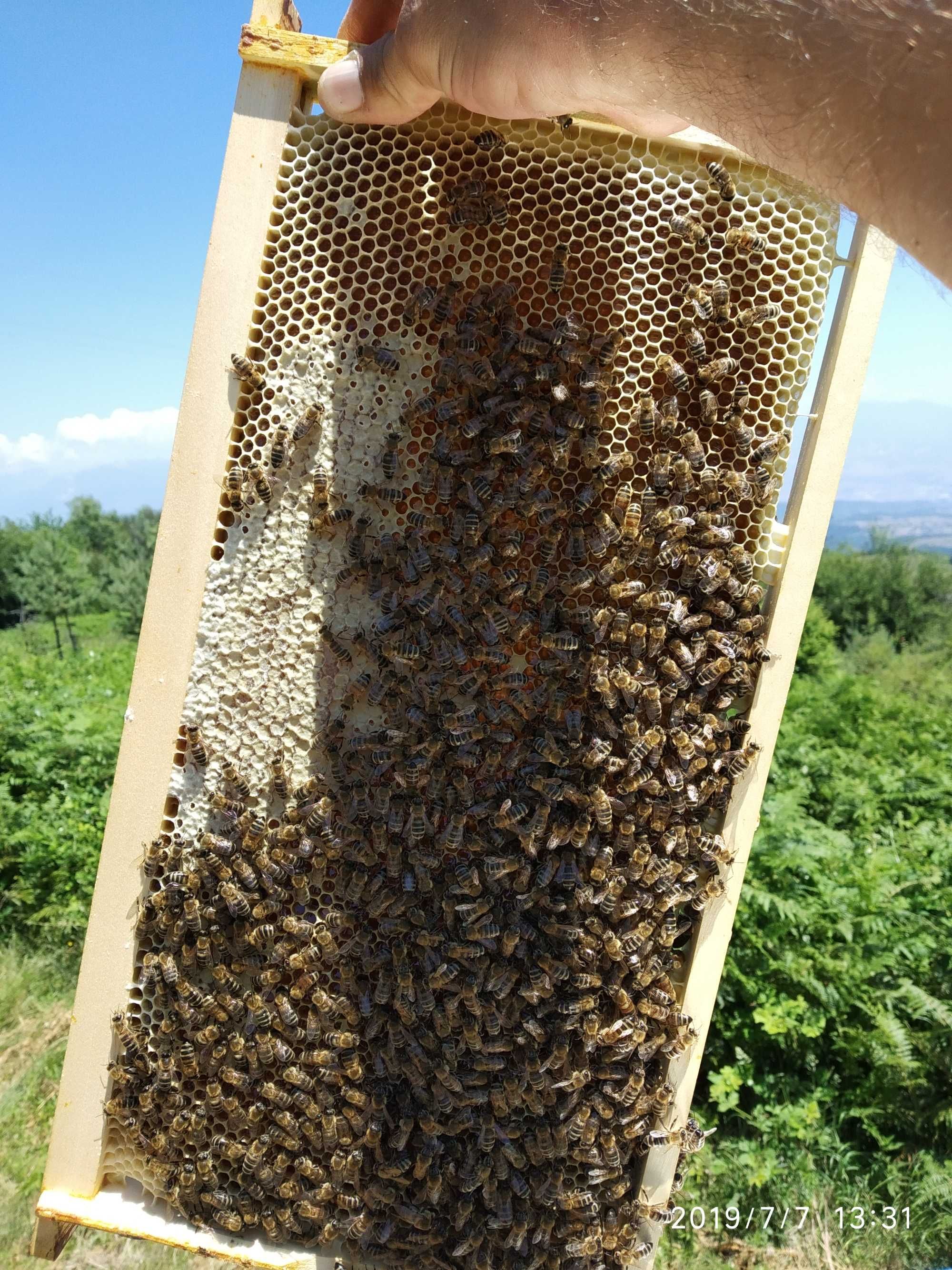 ЛР пчелни отводки
