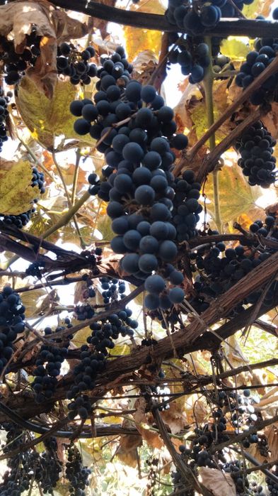 Продам винный виноград