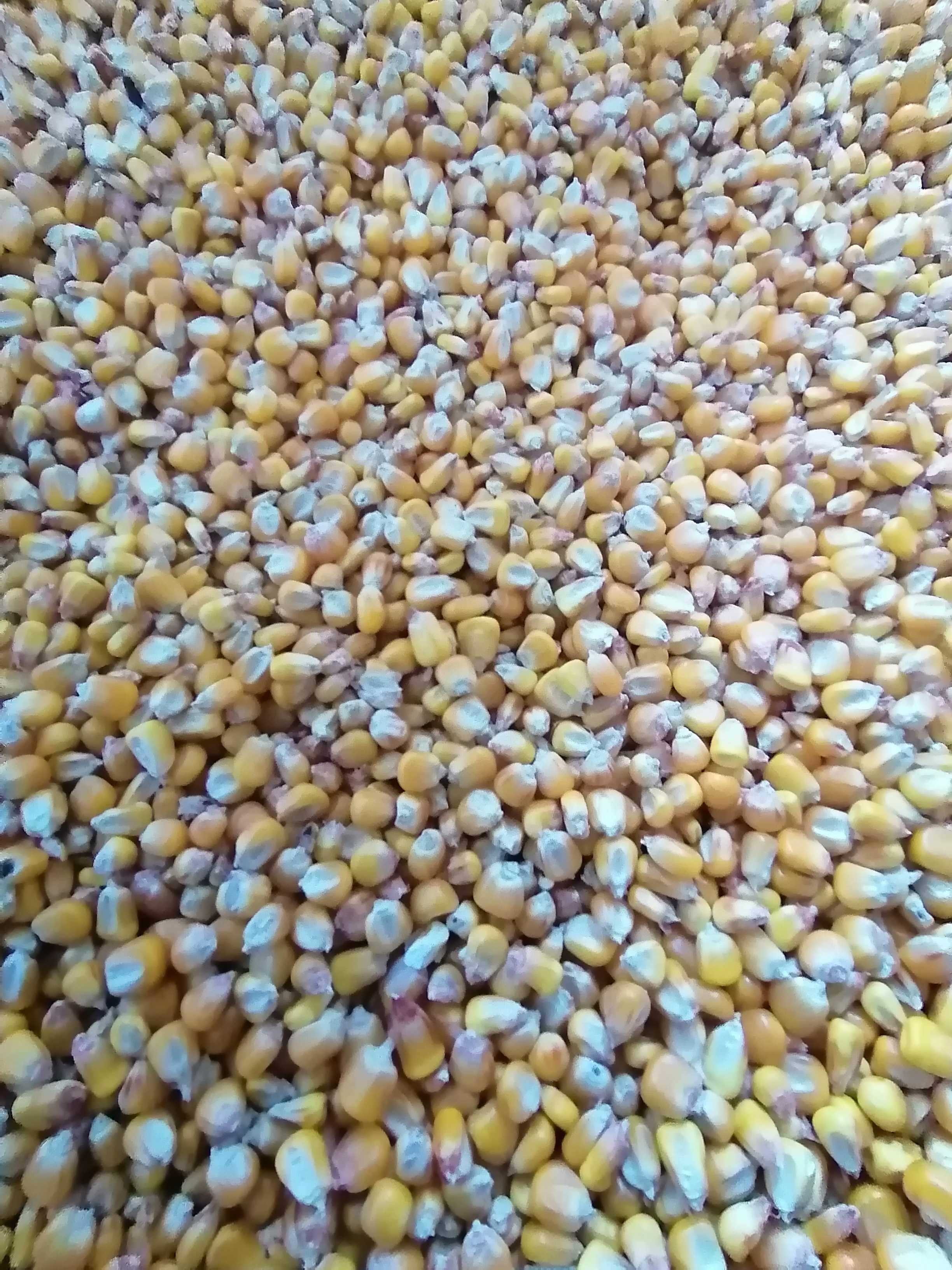 Vând cereale producție 2024