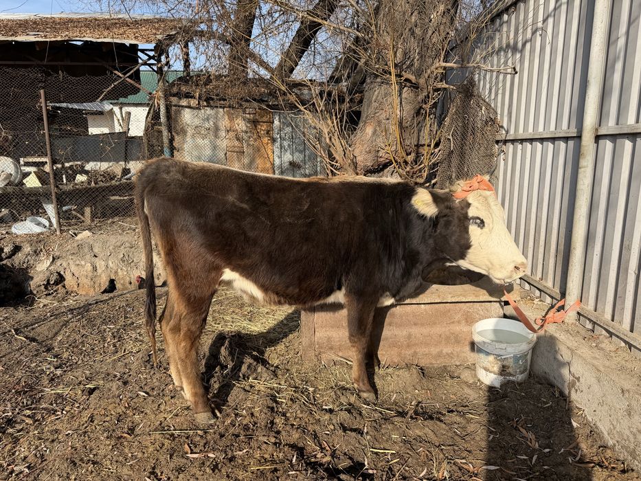 Корова сиыр кунажын