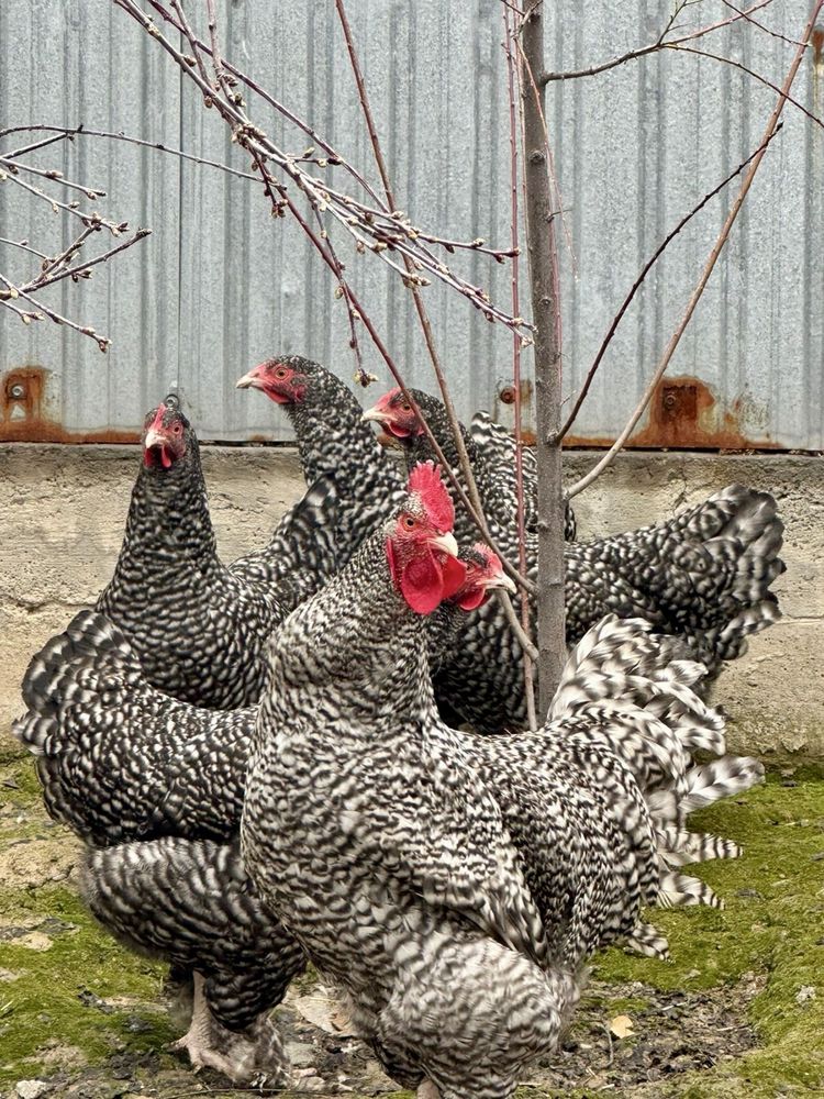 Продам инкубационные Яйца Мехеленская Кукушка