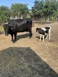 Vand vaca prima fatare