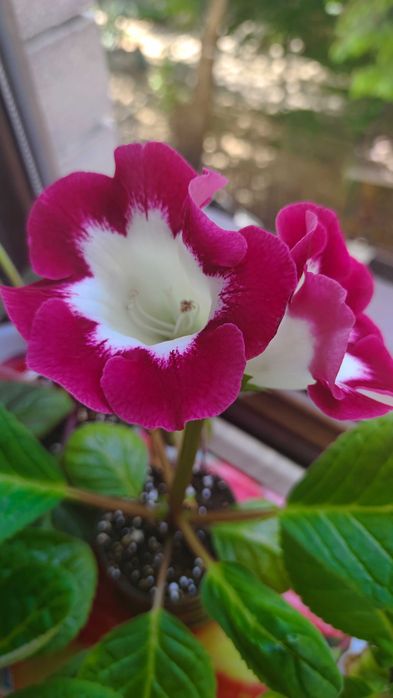 Глоксинии сеянцы