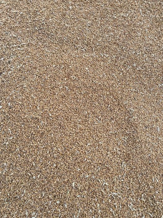 Продам пшеницу ячмень