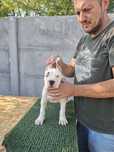 Pui femela Dog Argentinian Dogo Argentino
