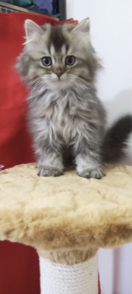 Шиншиллы! Котята!