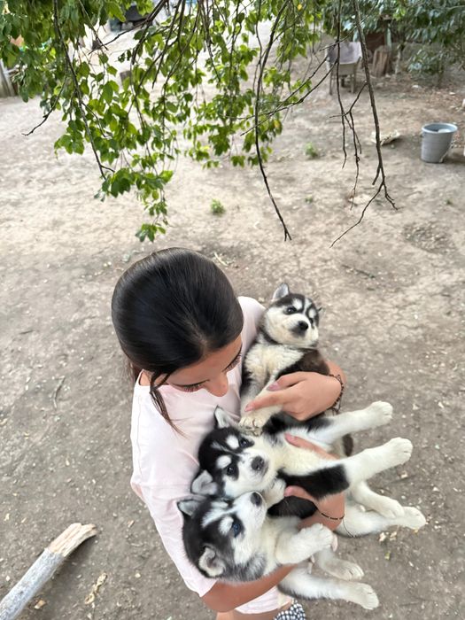 Cățeluși Husky caută stăpâni noi