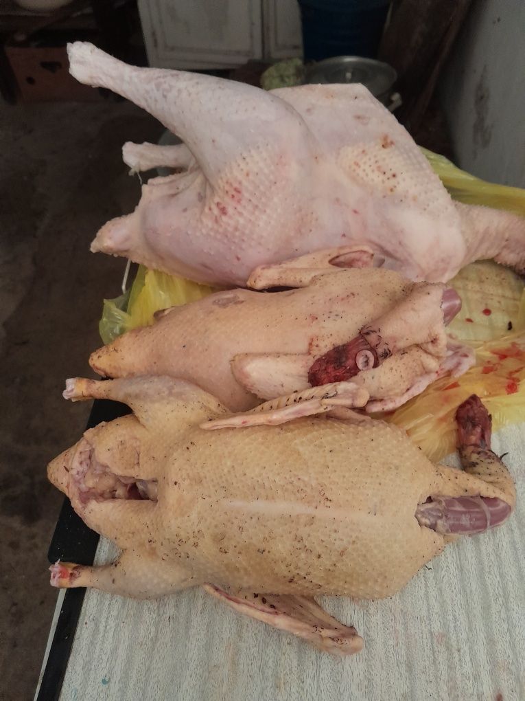 Мясо индюков, утки продаем