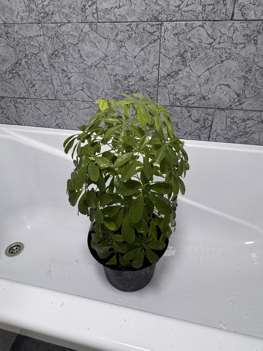 Продам комнатный цветок Шефлера