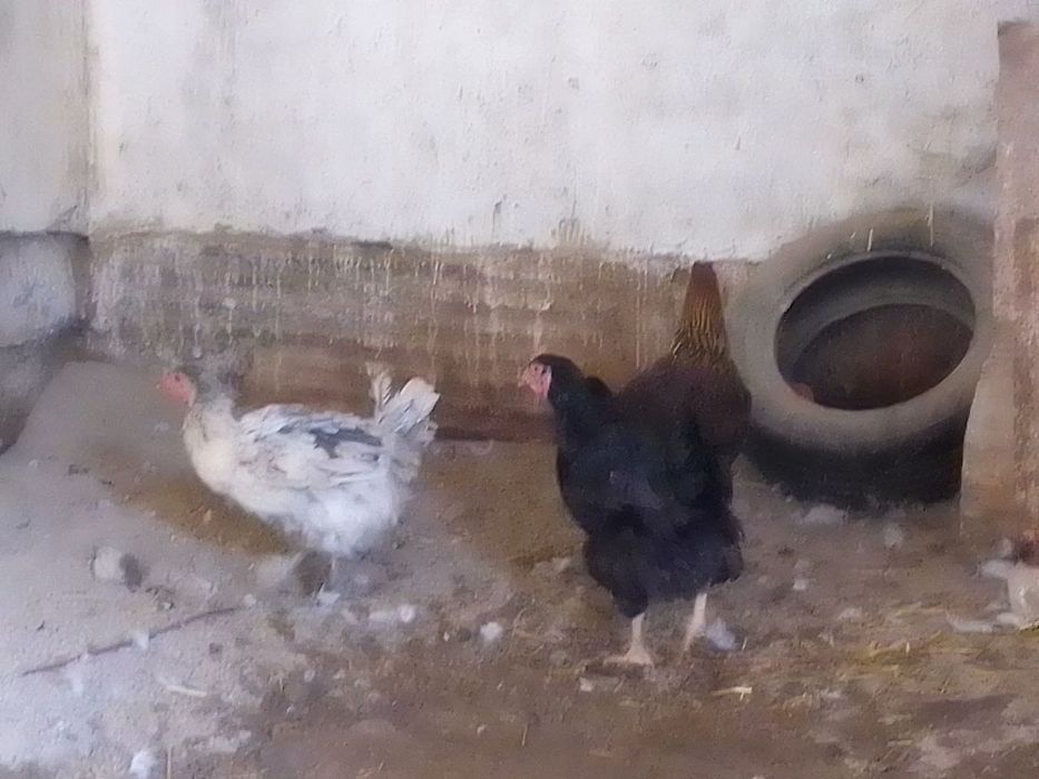 Tovuq va induk utka   товук, индук утка