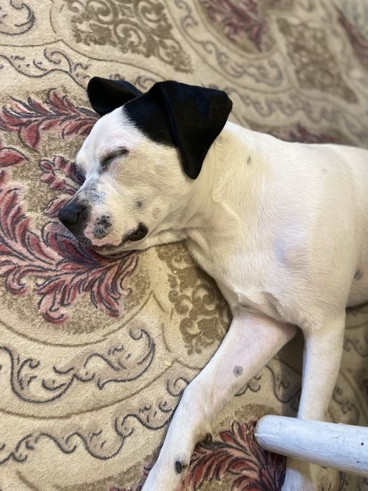 Dau spre adopție pe zeus