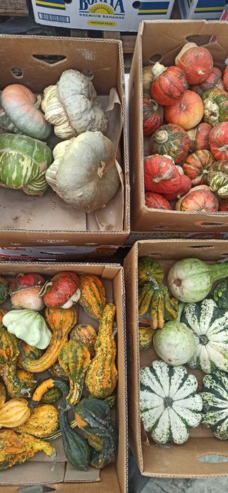 Тикви  за декорация